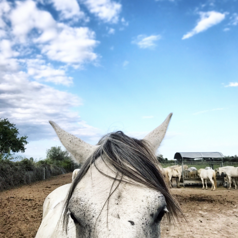 Tour de France en camping-car // Part. 2