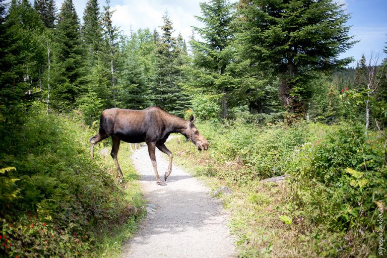 Mission Canada // Part. 12 Gaspesie – Mont Saint Jean