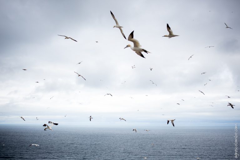 Mission Canada // Part. 14  Perce – Bonaventure