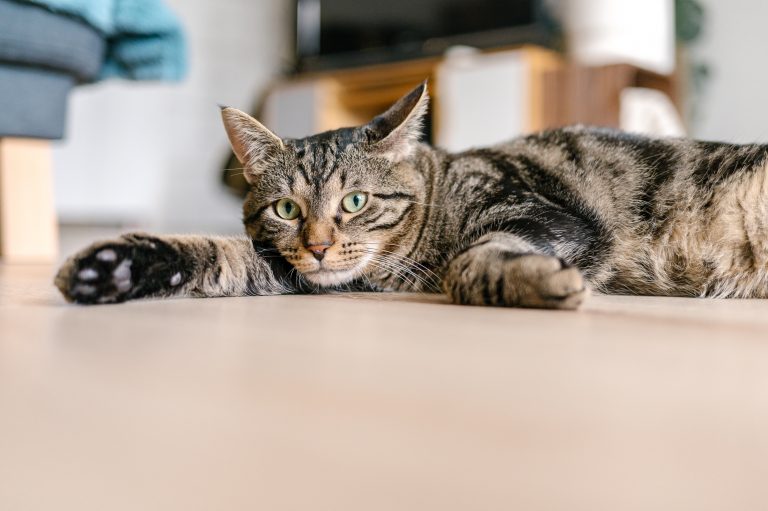 Famille d&rsquo;accueil pour chat (Balthazar)